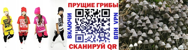 darknet клад  Зуевка  Псилоцибиновые грибы ЛСД  продажа наркотиков 